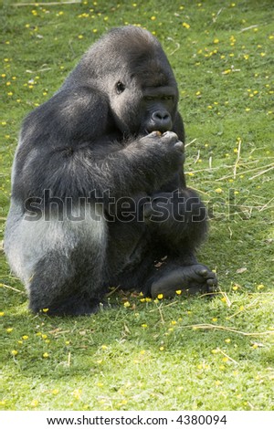 A silverback gorilla at feeding time in a zoo