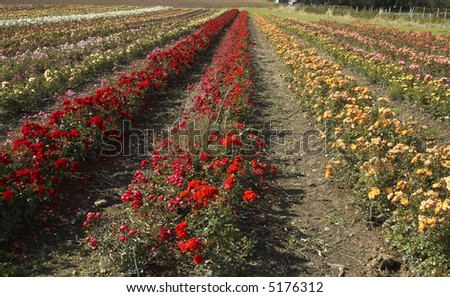 A field of roses on a rose nusery in the countryside