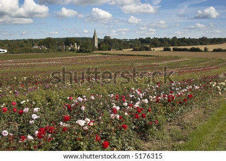 A field of roses on a rose nursery,with a church in the background