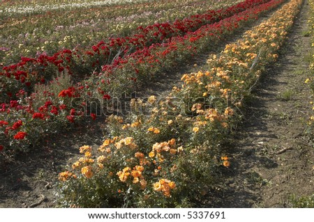 A field of roses in the summer landscape