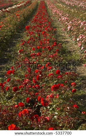 A field of roses on a nursery  in the countryside