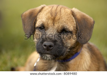Border Terrier Puppies on Very Cute Border Terrier Puppy Stock Photo 8089480 Shutterstock