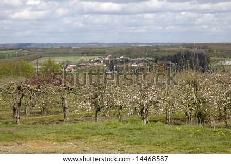 An apple orchard in spring with a cloudy sky