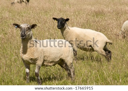 Two sheep grazing in the long grass