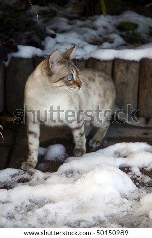 A Bengal cat playing in the snow