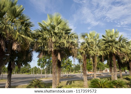 Wax palm or Carnauba , plant native in the northeastern Brazil