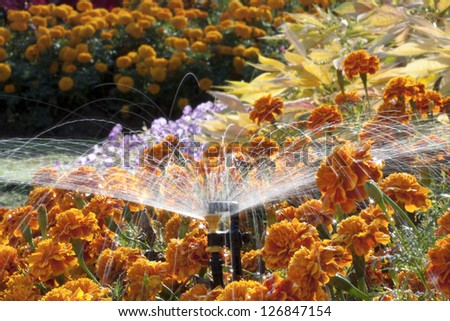 Mini sprinkler head watering the flowers in garden