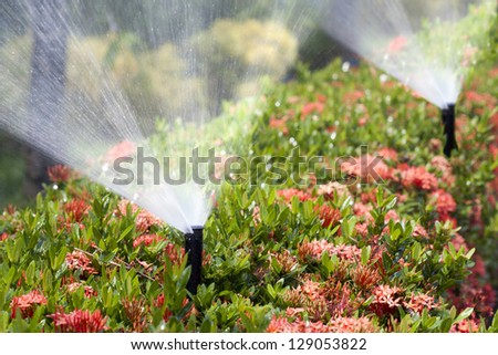 sprinkler head watering the bush and grass