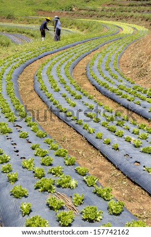 Vegetable garden ,with plastic film protected in land,The plastic film used vegetable insulation and prevent soil erosion