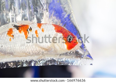 carp fish, koi fish in plastic bag.