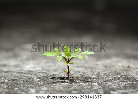 New plant germinate from the crack concrete of survival