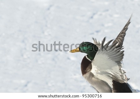 Duck flapping wings