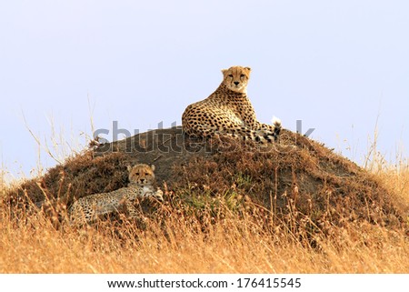 A cheetah (Acinonyx jubatus) and cheetah cub on the Masai Mara National Reserve safari in southwestern Kenya.