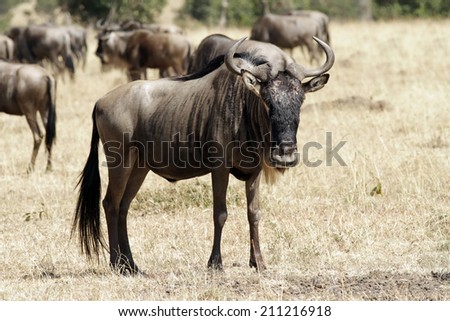 Wildebeest (Connochaetes) migrating on the Maasai Mara National Reserve safari in southwestern Kenya.