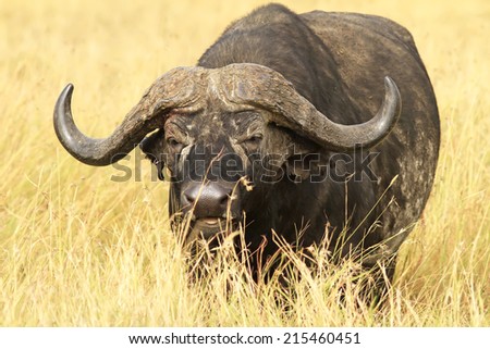 Cape buffalo (Syncerus caffer) on the Masai Mara National Reserve safari in southwestern Kenya.