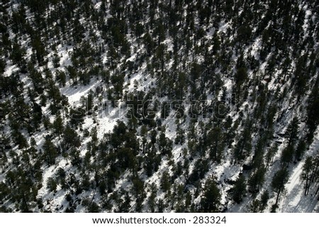 An aerial view of a snow covered forest in Grand Canyon National Park.