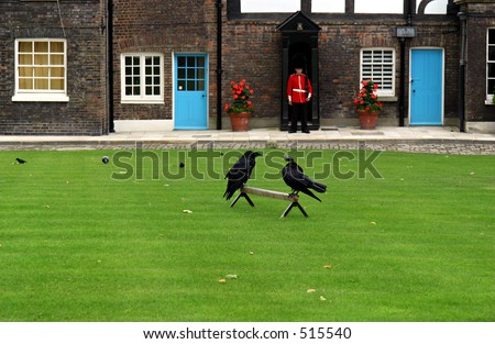 The Ravens at the Tower of London with Royal Guard in background.  Legend dictates that if the ravens ever leave the tower, the tower and England would fall. (London, England)