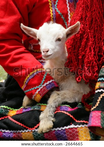 A lamb being held by a Peruvian woman in traditional dress. (Peru)