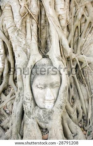 Buddha head encased in tree roots at the temple of Wat Mahatat in Ayutthaya near Bangkok, Thailand.