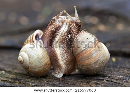 Two snails in tight connection
