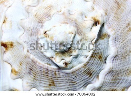 shell background.\
See my portfolio for more