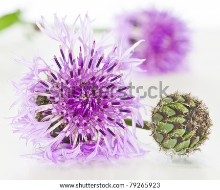 purple wild flower on white background.\
See my portfolio for more