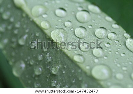 Leaf raindrops: Detailed shot of water droplets on the backside of a leaf during a break of a thunderstorm.