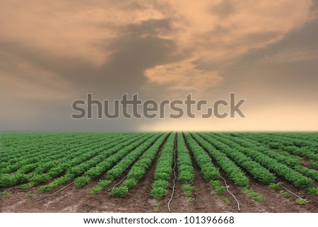 Cultivated land in a rural landscape