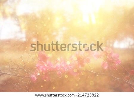 abstract photo of light burst among trees and flowers. dreamy concept with blur  bokeh lights