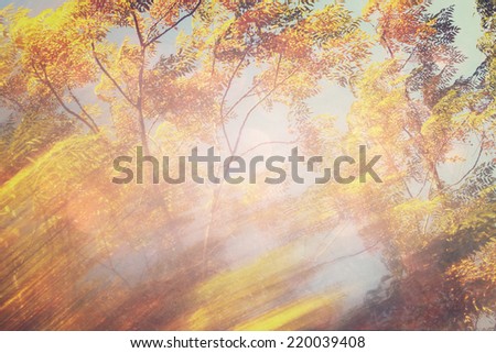 blurred abstract photo of light burst among trees and glitter bokeh lights. filtered image and textured.