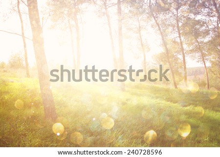 abstract photo of light burst among trees and glitter bokeh lights. image is blurred