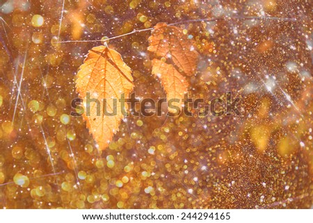 Colorful beautiful autumn leaves on tree branch and bokeh lights overlay