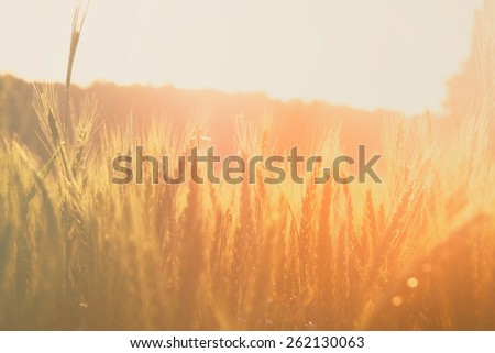 photo of wheat field at sunrise sun burst. glitter overlay