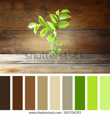 plant grows in old wood crack and symbolizes renewal and freshness with palette color swatches