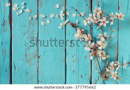 image of spring white cherry blossoms tree on blue wooden table. vintage filtered image