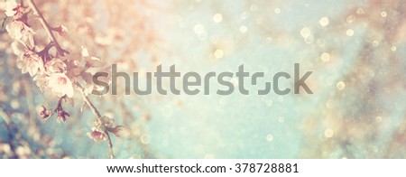 Abstract blurred website banner background of of spring white cherry blossoms tree. selective focus. vintage filtered with glitter overlay