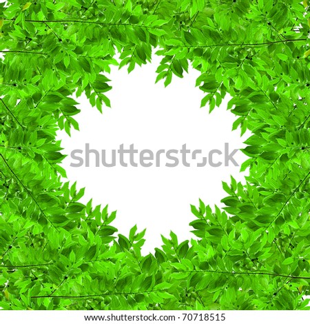 green leaves frame isolated on white background with copy space area for multipurpose use like photo frame , website design and etc.
