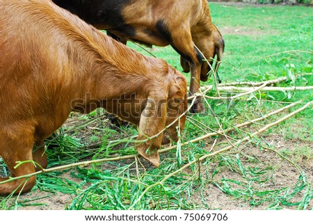 young sheeps eating and grazing green grass in farm land