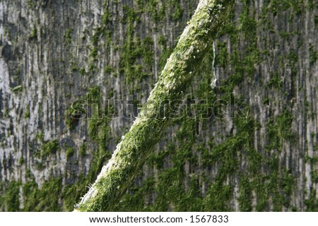 Rope used to secure boats, covered in algae. Copy space, close up