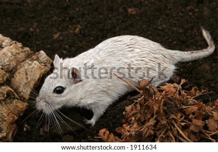 White female rodent exploring outdoors