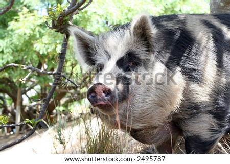 Female lady pig outdoors on a farm in nature