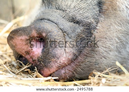 Female lady pig, snout on the ground asleep