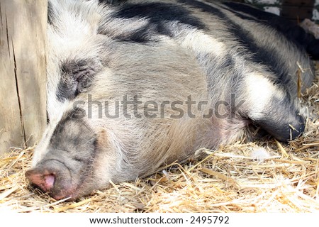 Female lady pig, asleep on the farm