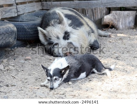 Large mother pig on a farm, outdoors in the summer sun