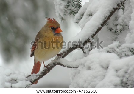 A Female Northern Cardinal (Cardinalis) perched on a snow covered Evergreen during a snow storm in winter.
