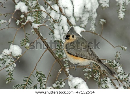 Tufted Titmouse (Parus bicolor) perched on a snow covered Evergreen during a snow storm in winter.