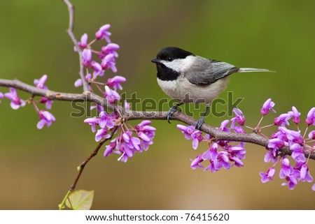 Black-capped Chickadee (Poecile atricapillus) perching on a Redbud Tree