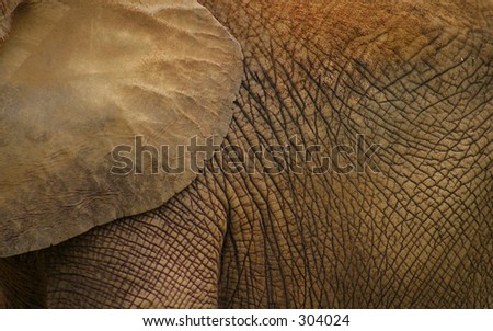 elephant - texture