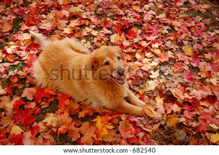 dog in colorful leaves
