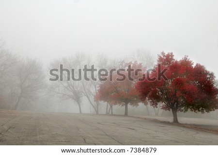 row of trees on a foggy morning